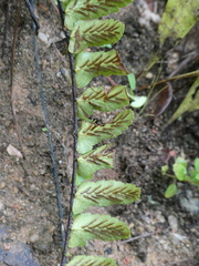 Asplenium longissimum