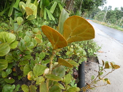 Ficus deltoidea