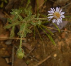 Vittadinia cuneata