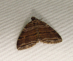 Anticlea multiferata