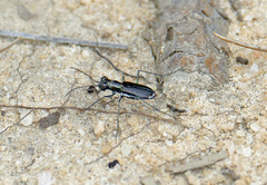 Cicindela abdominalis