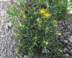 Ericameria suffruticosa
