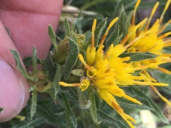 Ericameria suffruticosa