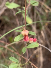 Hermannia denudata erecta
