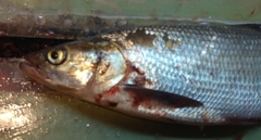 Leuciscus aspius
