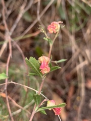 Hermannia denudata erecta