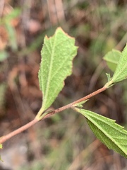 Hermannia denudata erecta