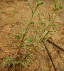 Vittadinia cuneata