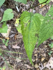 Eurybia chlorolepis