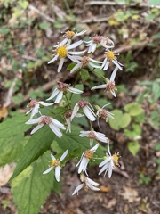 Eurybia chlorolepis