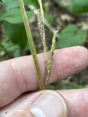 Carex roanensis