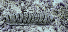 Holothuria fuscopunctata image