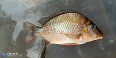 Tylochromis