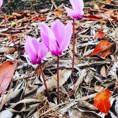 Cyclamen graecum
