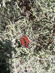 Trichostetha capensis capensis