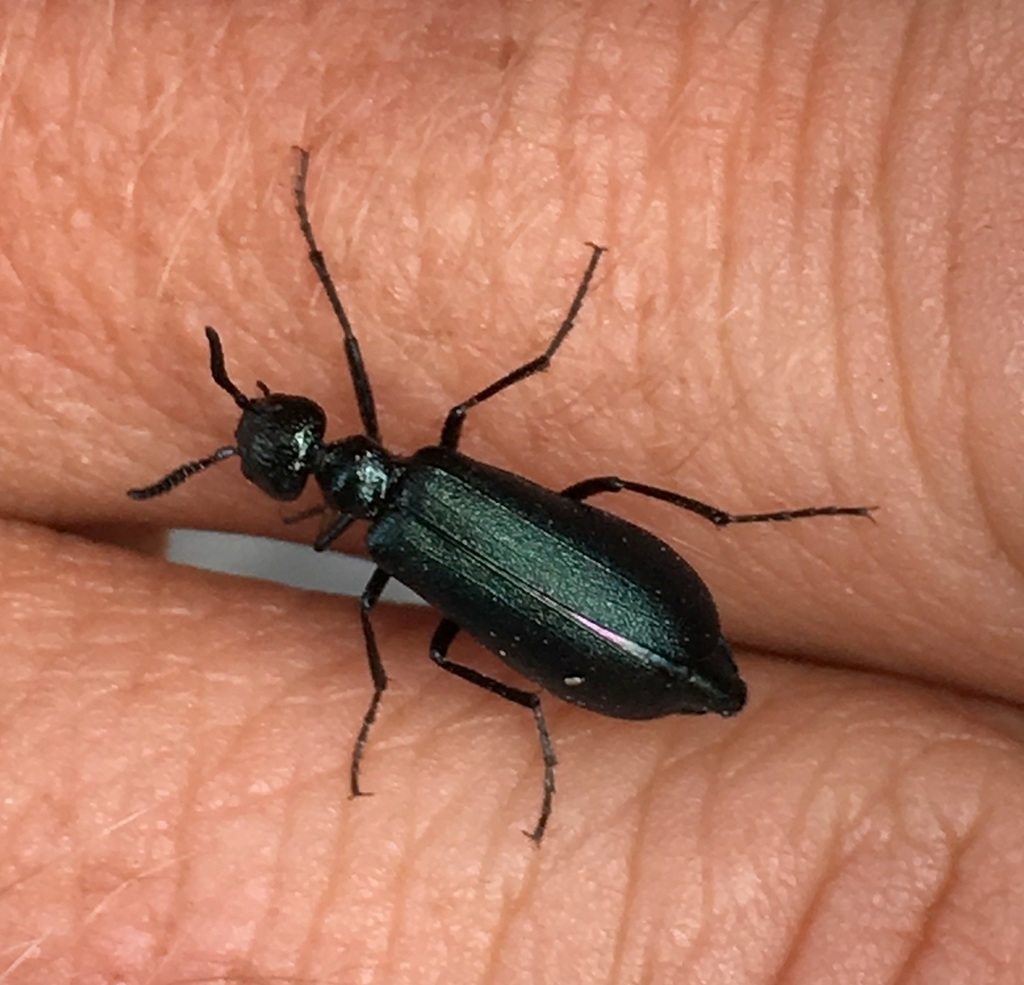 Linsleya compressicornis