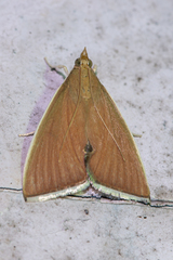 Eumorphobotys eumorphalis