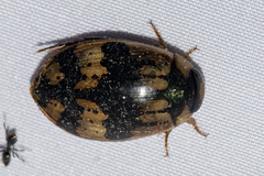 Sandracottus mixtus