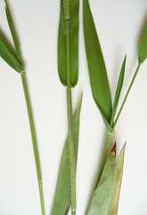 Dichanthelium leibergii