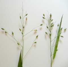 Dichanthelium leibergii