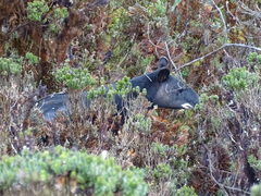 Tapirus pinchaque