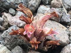 Aphyllon corymbosum