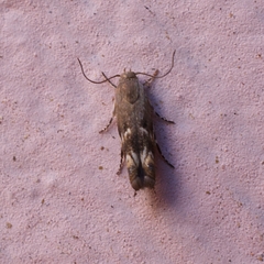 Oinophila v-flava