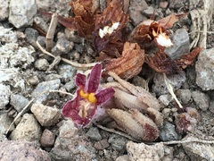 Aphyllon corymbosum