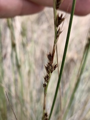 Coleochloa setifera