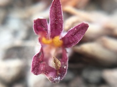 Aphyllon corymbosum