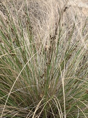 Coleochloa setifera