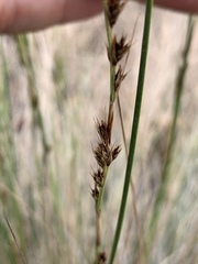Coleochloa setifera