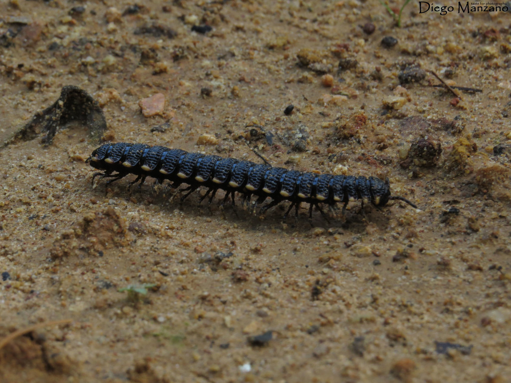 Amplininae