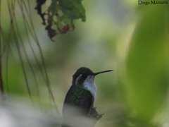 Lampornis viridipallens