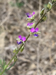 Polygala producta