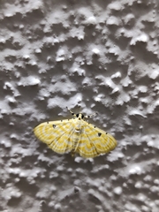 Notarcha aurolinealis
