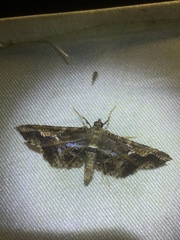 Merodictya marmorata
