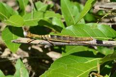 Stiphra robusta