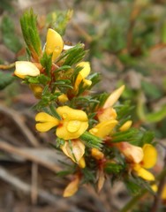 Pultenaea canaliculata