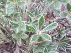 Lupinus breweri