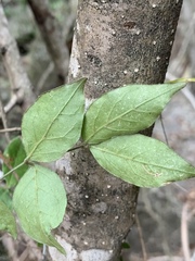 Jasminum streptopus