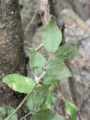 Jasminum streptopus