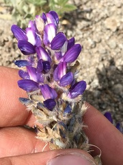Lupinus breweri