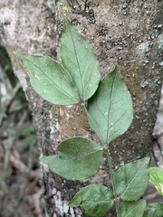 Jasminum streptopus