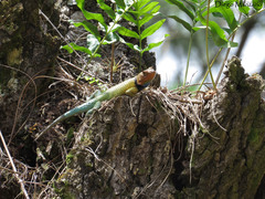 Sceloporus smaragdinus