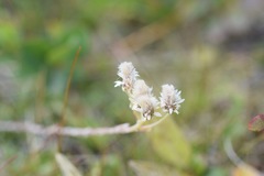 Antennaria dioica