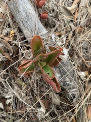 Kalanchoe sexangularis