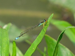 Enallagma antennatum