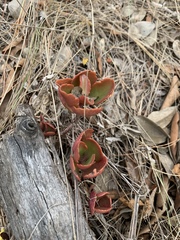 Kalanchoe sexangularis