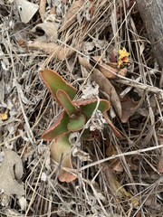 Kalanchoe sexangularis